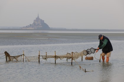 France, Manche (50), Baie du Mont-Saint-Michel, le pêcheur de grève Guy Jugan relevant ses filets de crevettes grises à l'aube