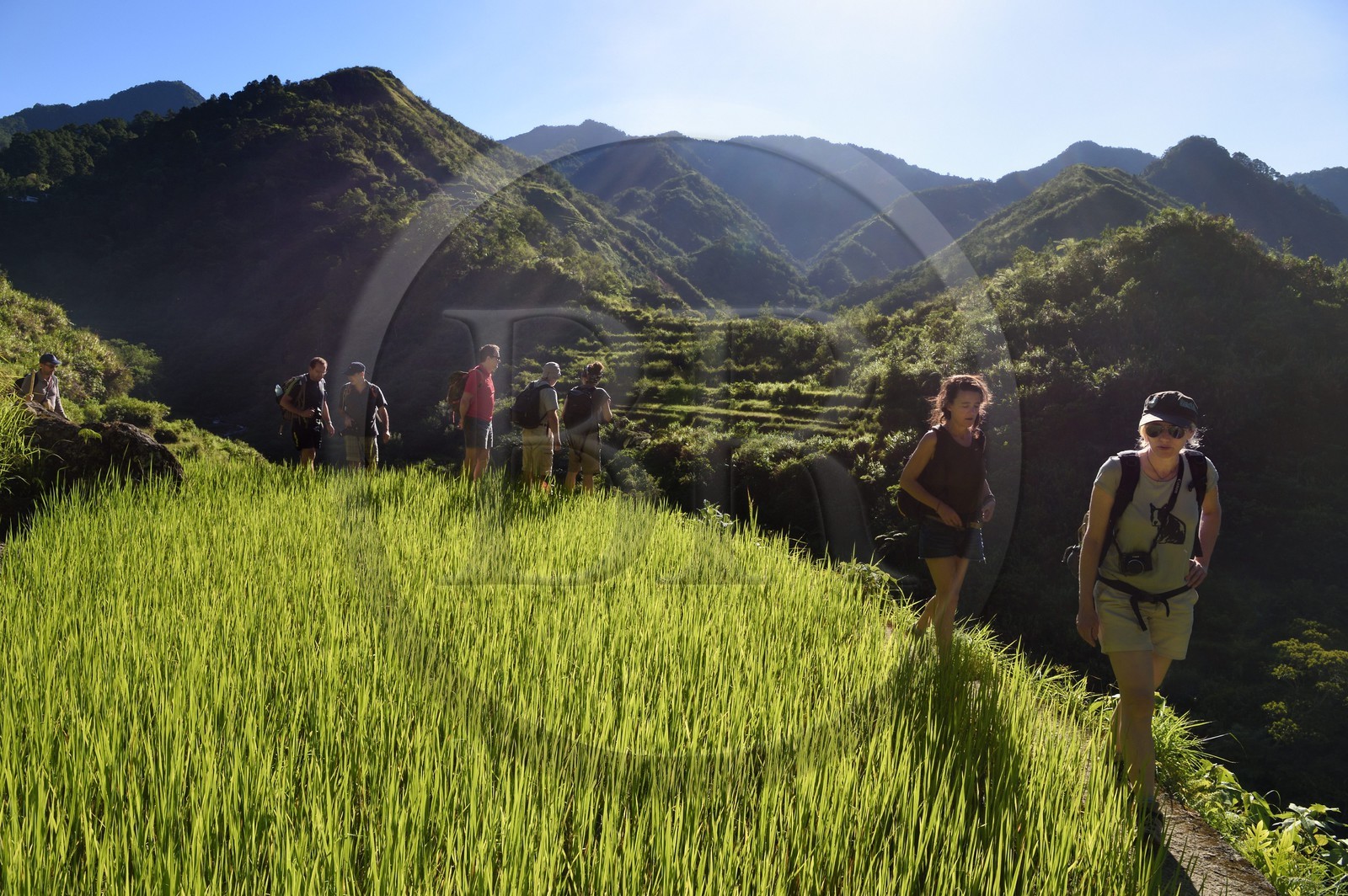 Philippines, province d'Ifugao, randonnée dans les rizières en terrasses de Banaue autour du village de Cambulo, classées Patrimoine Mondial de l'UNESCO