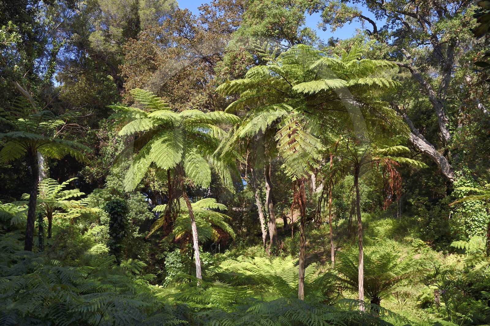 France, Var (83), Rayol-Canadel-sur-Mer, Domaine du Rayol, propriété du conservatoire du littoral mention obligatoire, le jardin des Méditerranées conçu par le paysagiste Gilles Clément, le Jardin de Nouvelle-Zélande, fougères arborescentes