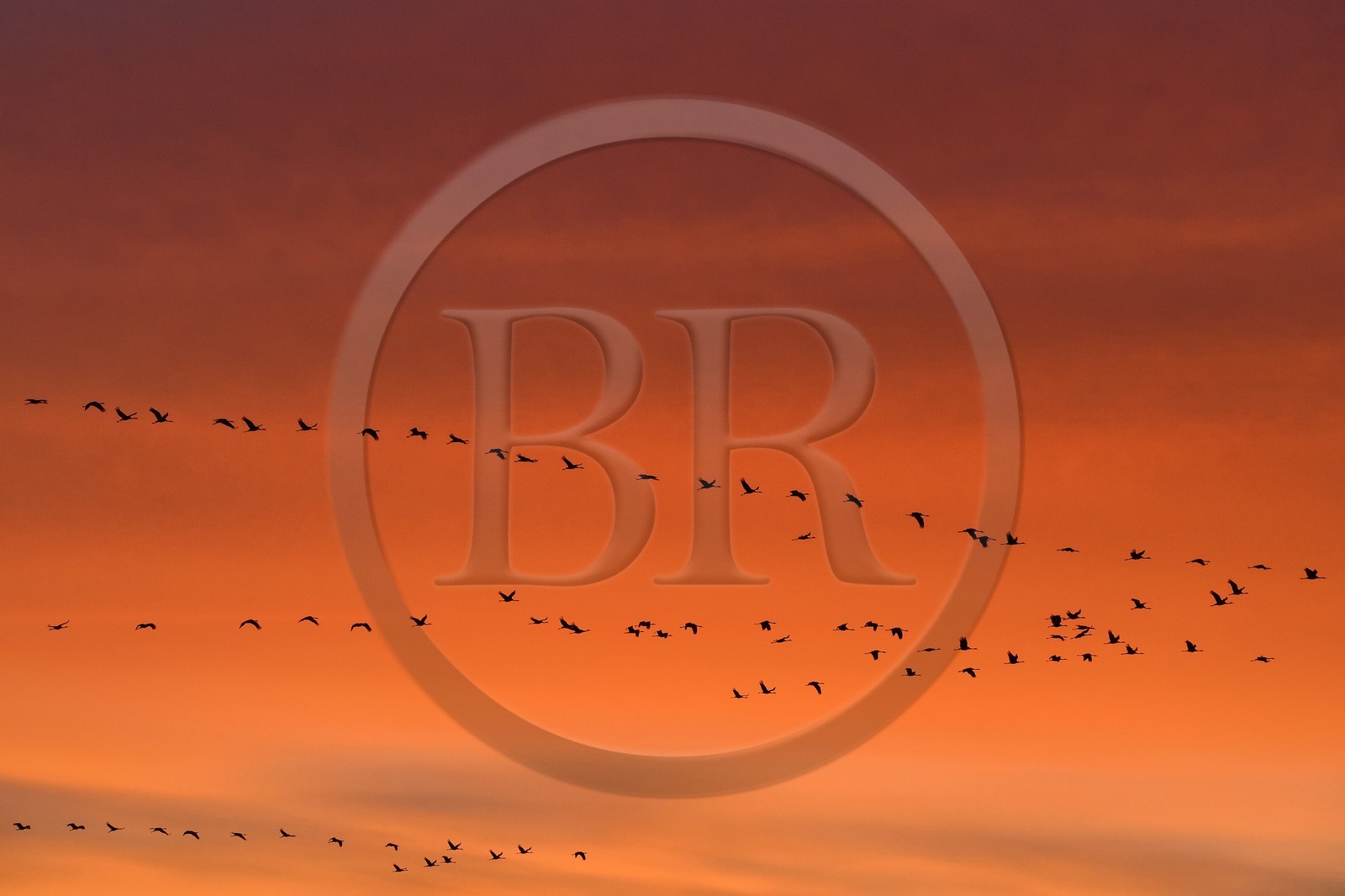 France, Indre, Berry, Parc Naturel Regional de la Brenne (Natural Regional Park of La Brenne), Rosnay, Red Sea pond (etang de la Mer Rouge), Common Crane (Grus grus), flight at sunset