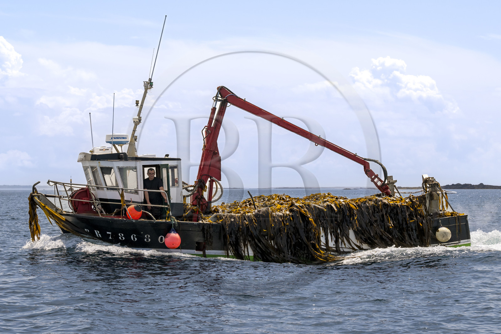 France, Finistère, Iroise Sea, Molene Island, seaweed boat returning loaded with a harvest of seaweed