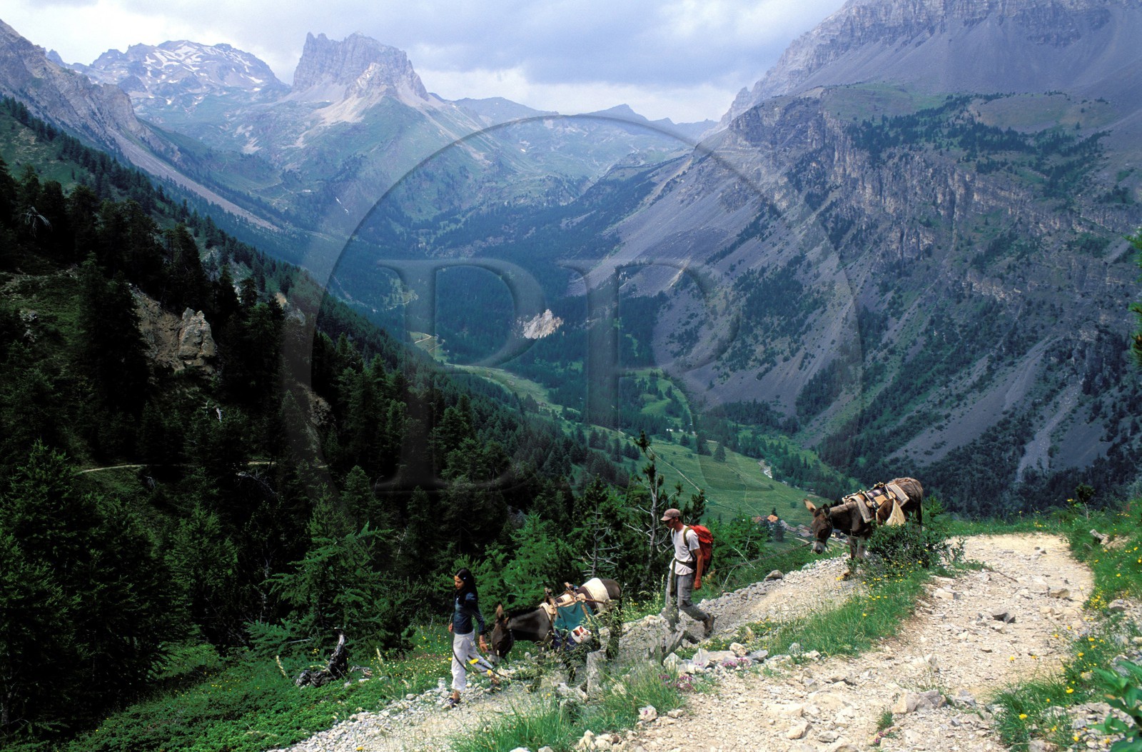 France, Hautes Alpes, hike with a donkey in the Vallee Etroite, in the north of Briancon