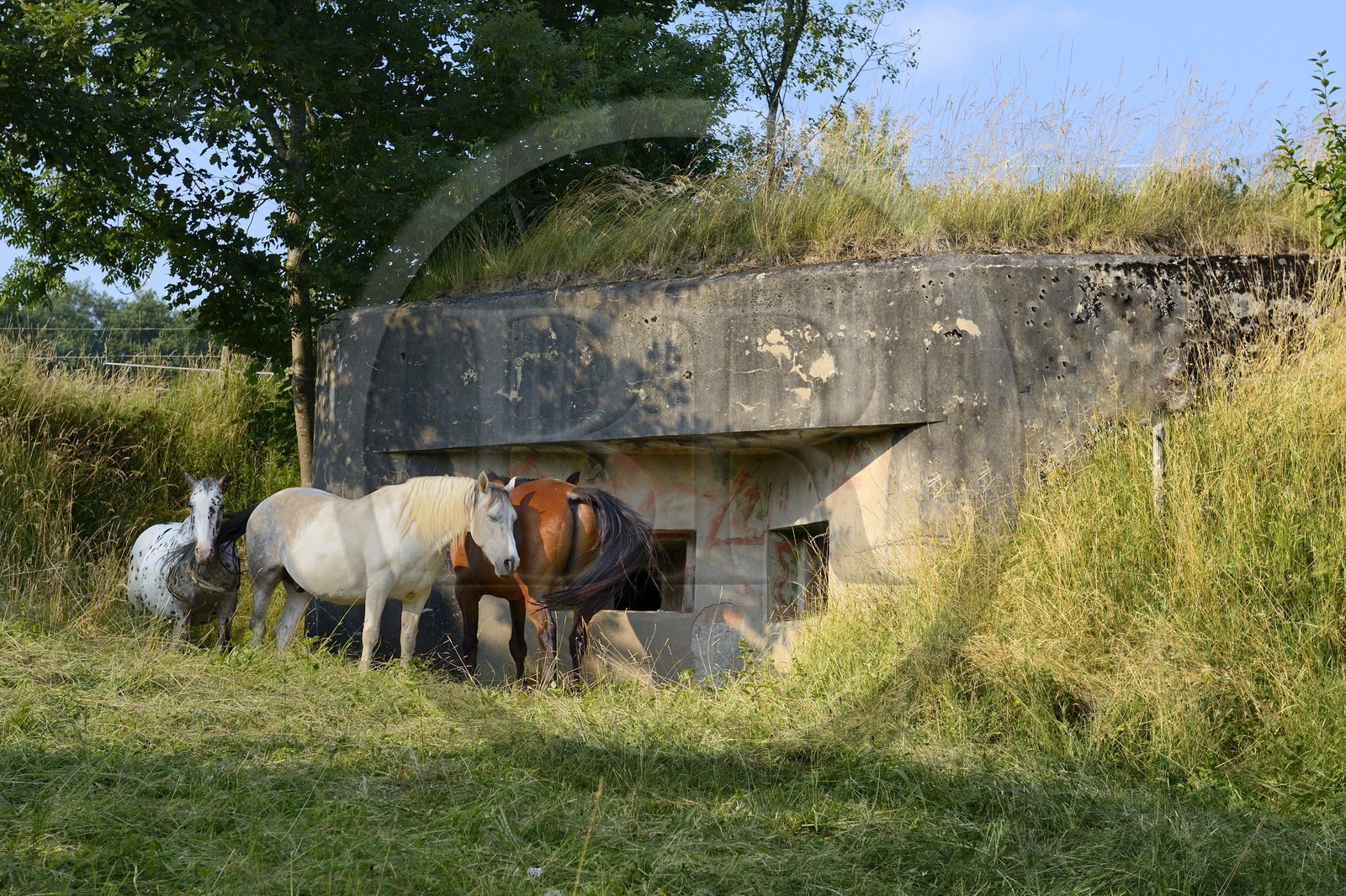 France, Haut-Rhin (68), Sundgau, Bettlach, le sentier des casemates sur les traces de la Ligne Maginot