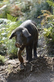 France, Haute Corse, Castagniccia, pigs in the wild