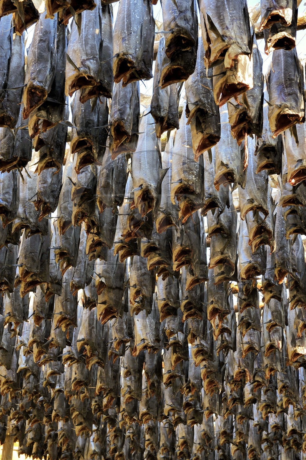 Norway, Nordland County, Lofoten Islands, Vestvagoy Island, Ballstad harbour, drying codfish