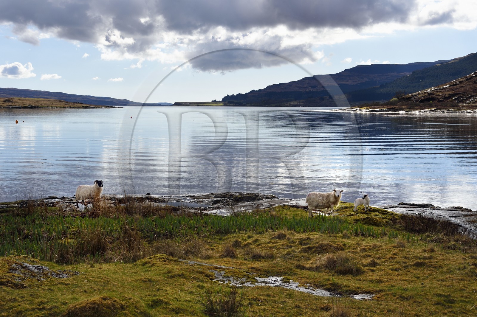 United Kingdom, Scotland, Highland, Inner Hebrides, Isle of Mull, sheep on the edge of Loch Scridain