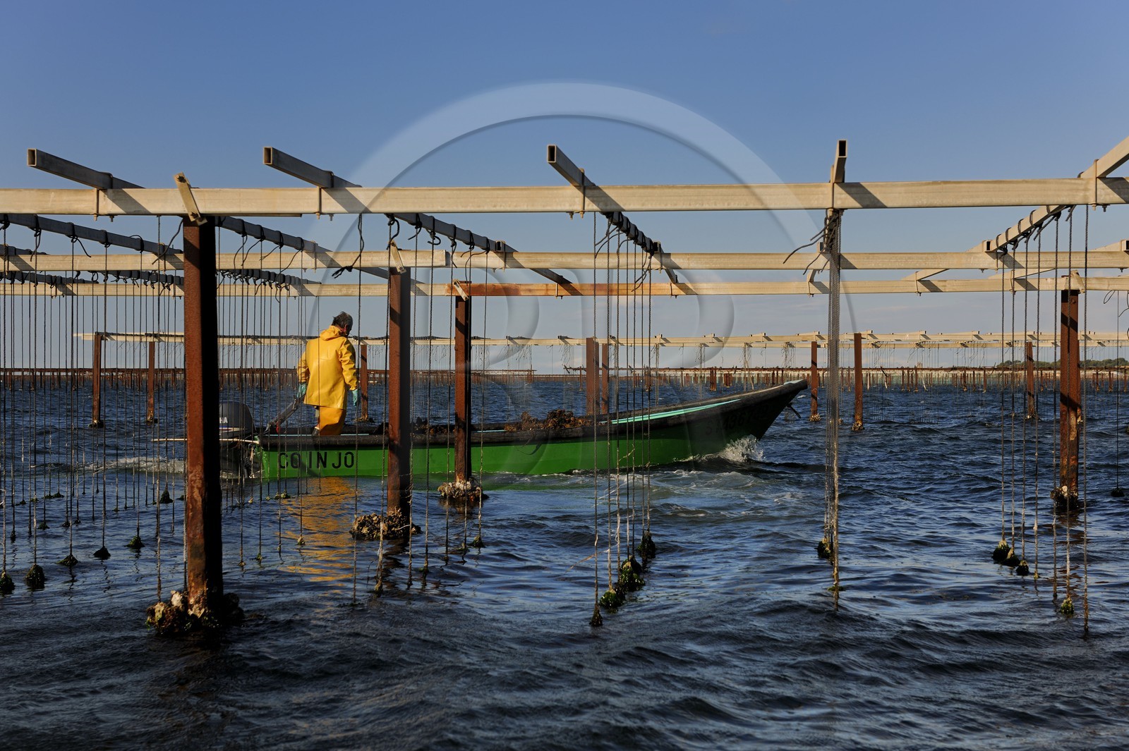 France, Hérault (34), Bouzigues, étang de Thau, l'élevage en suspension sur des cordes dans le parc à huîtres