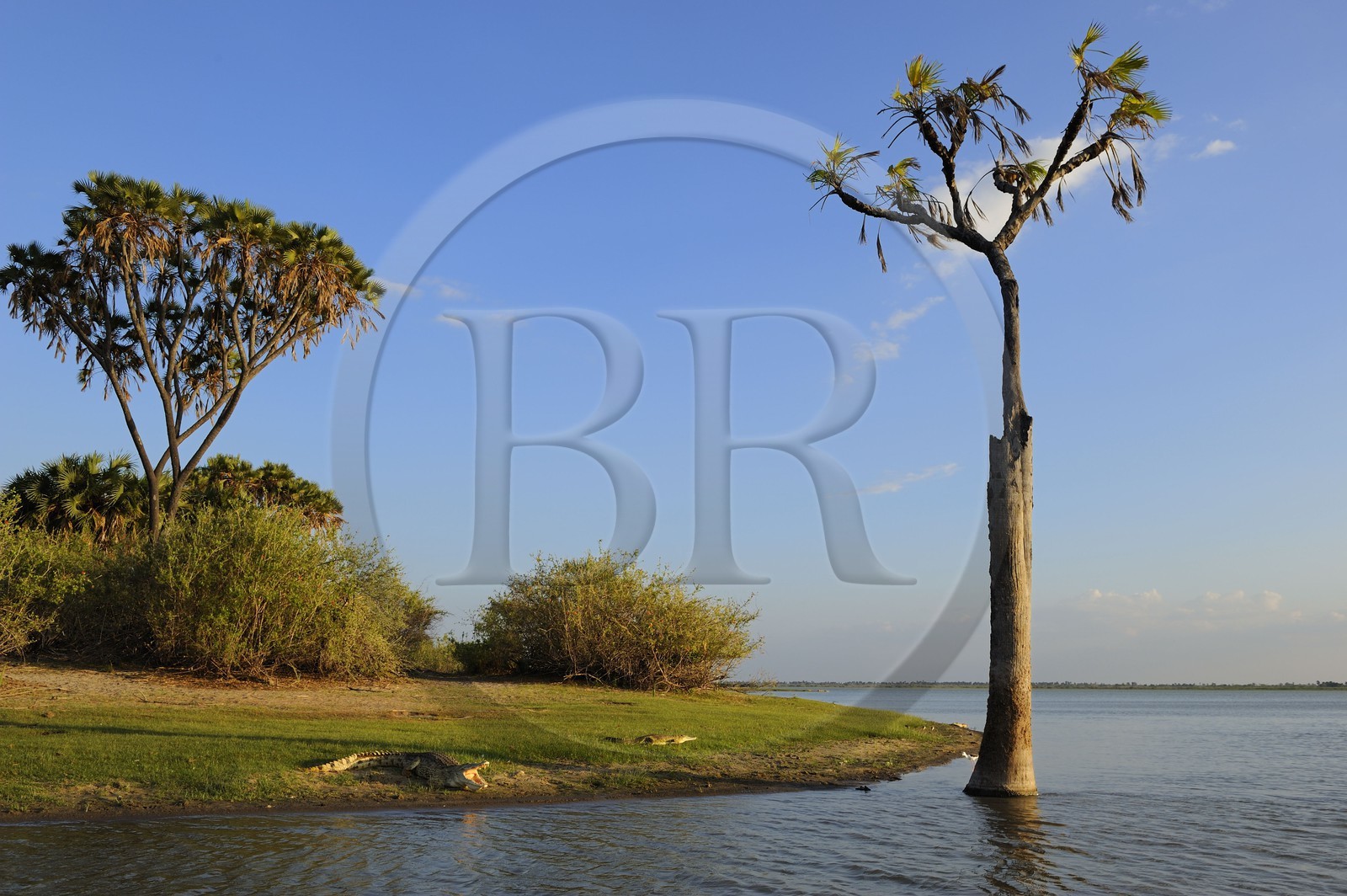 Tanzanie, Reserve de gibier de Selous une des plus grandes zones protégées au monde et inscrite sur la liste du patrimoine mondial de l’Unesco depuis 1982, crocodile du Nil (Crocodylus niloticus) sur le lac Nzerakera formé par la rivière Rufiji