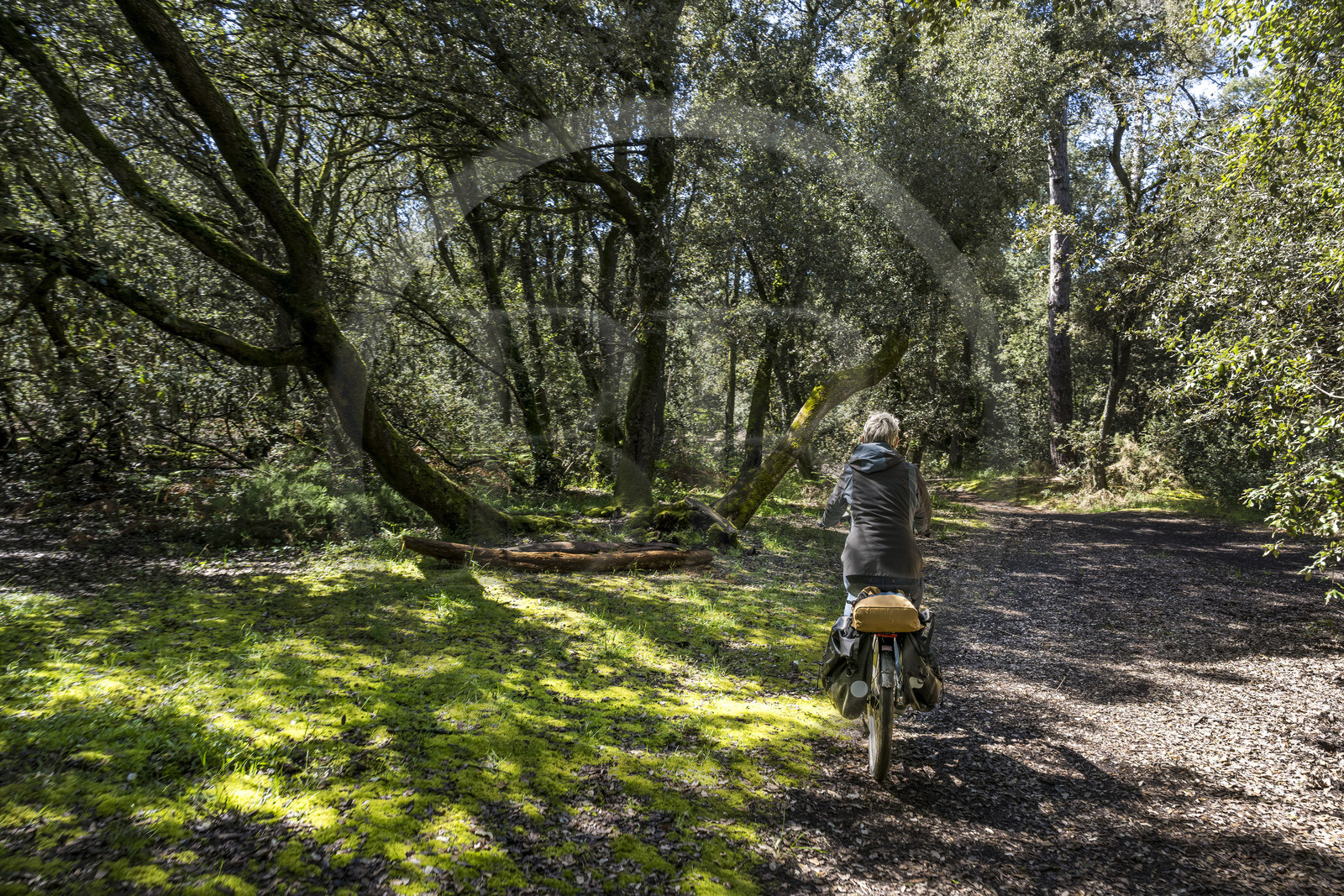 France, Vendée (85), Jard sur Mer, la Pointe du Payré, holm oak forest