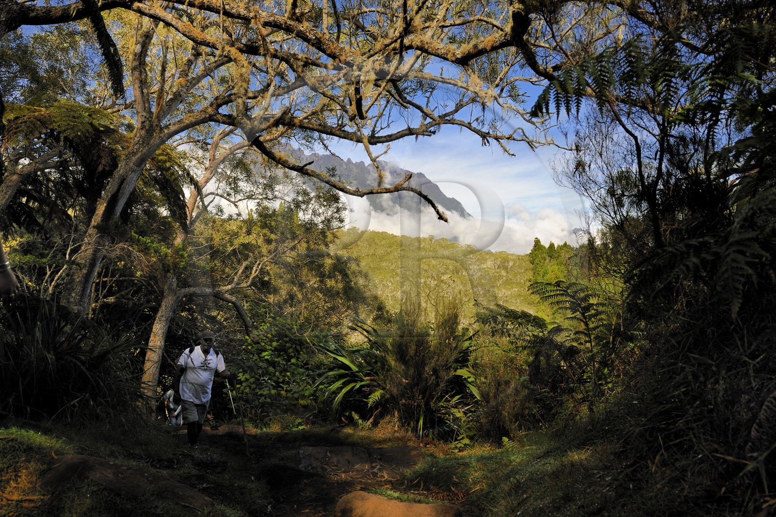 France, île de la Réunion, randonneurs en forêt de Bélouve