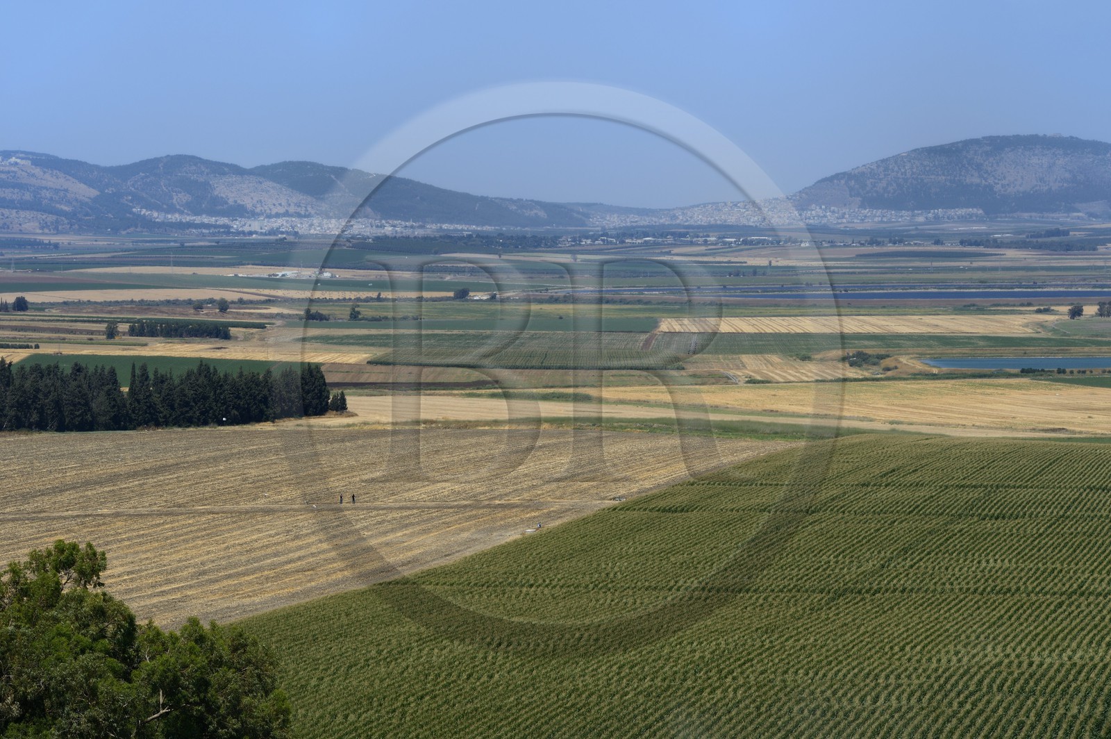 Israel, district du nord, Galilée, vallée de Jezreel,