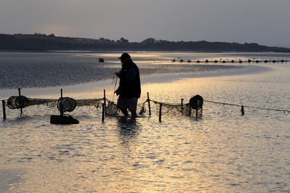 France, Manche, Bay of Mont Saint Michel, listed as World Heritage by UNESCO, Beach fisherman Guy Jugan lifting his nets full of Crangon crangon (grey shrimp) shrimps at dawn