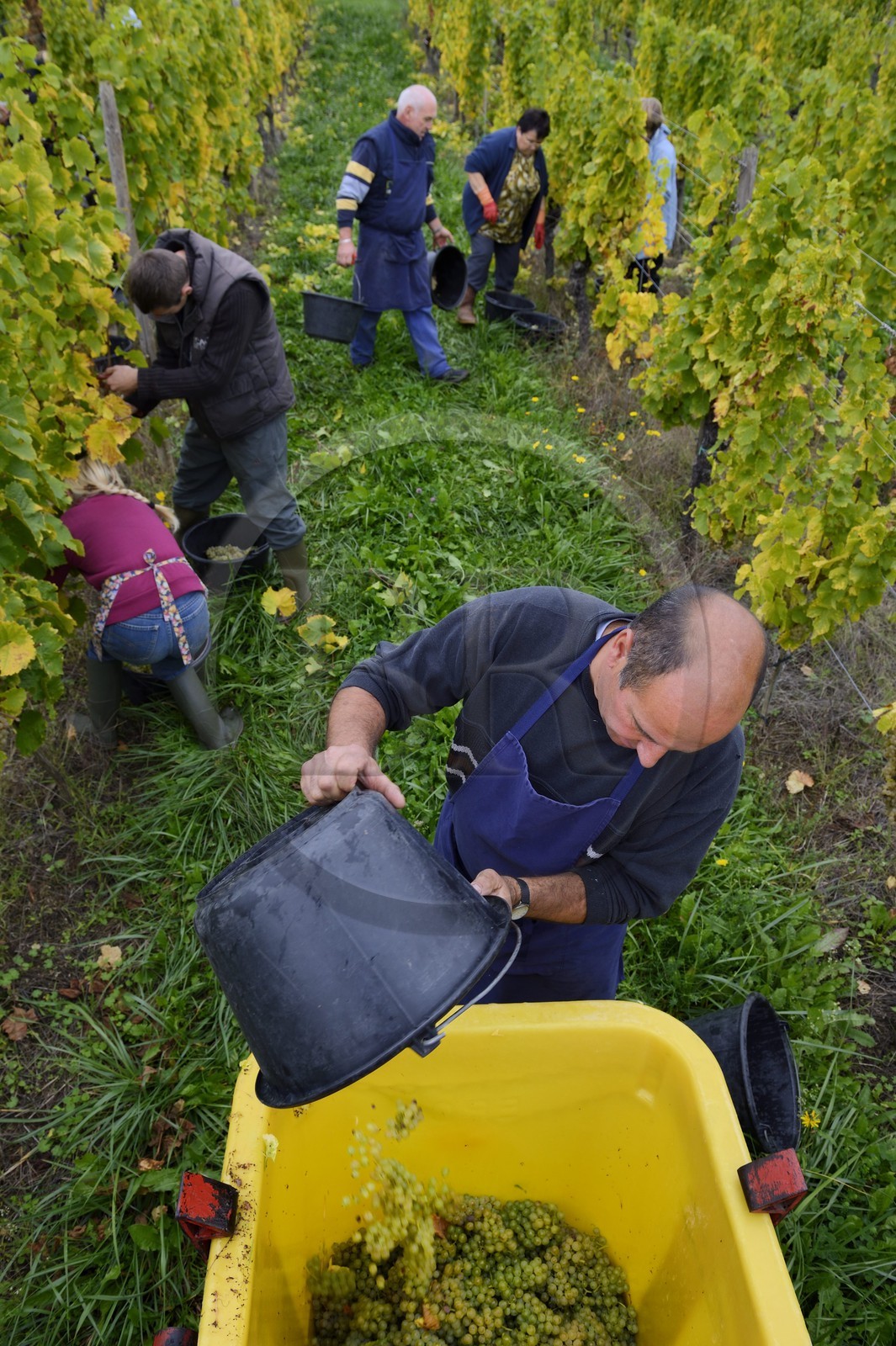 France, Bas Rhin, the Alsace Wine Route, Mittelbergheim, labelled Les Plus Beaux Villages de France (The Most Beautiful Villages of France), handpicking the field of Wittmann