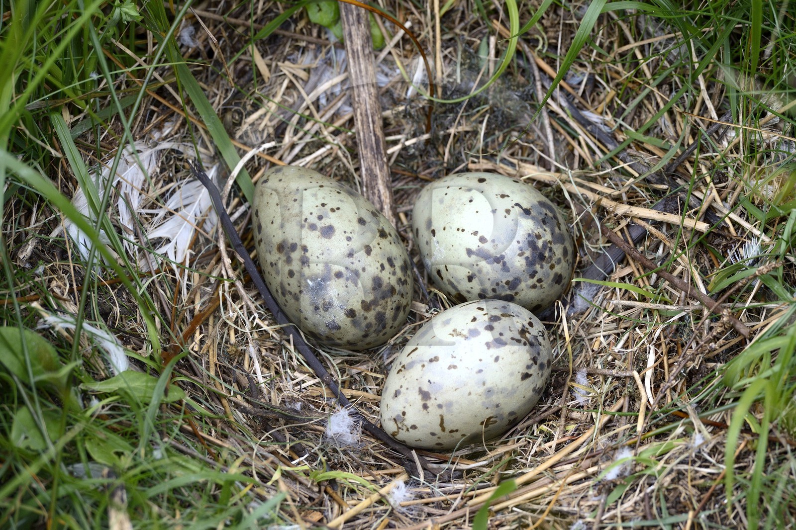 France, Finistère (29), La Foret Fouesnant, archipel des Glénan, Ile du Loc'h, oeufs dans un nid de goélands