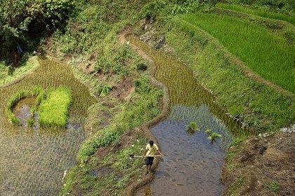 Philippines, province d'Ifugao, les rizières en terrasses de Banaue, classées Patrimoine Mondial de l'UNESCO