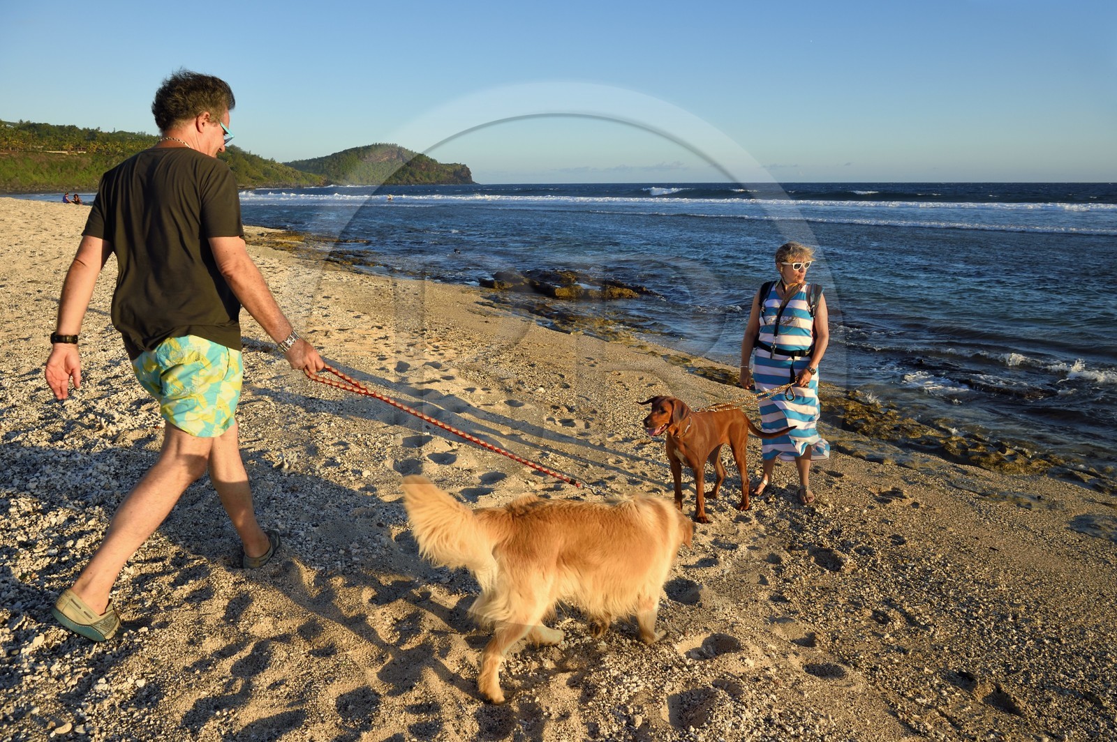 France, Ile de la Reunion, côte sud, couple de promeneurs avec leurs chiens sur la plage de Petite-Ile