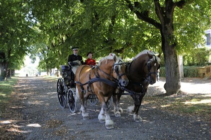 France, Saône et Loire (71), Cluny, attelage du Haras national