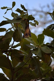 France, Ile de Mayotte, Grande-Terre, Nyambadao, Plage de Sakouli, chauve-souris géante dite roussette (Pteropus seychellensis comorensis)