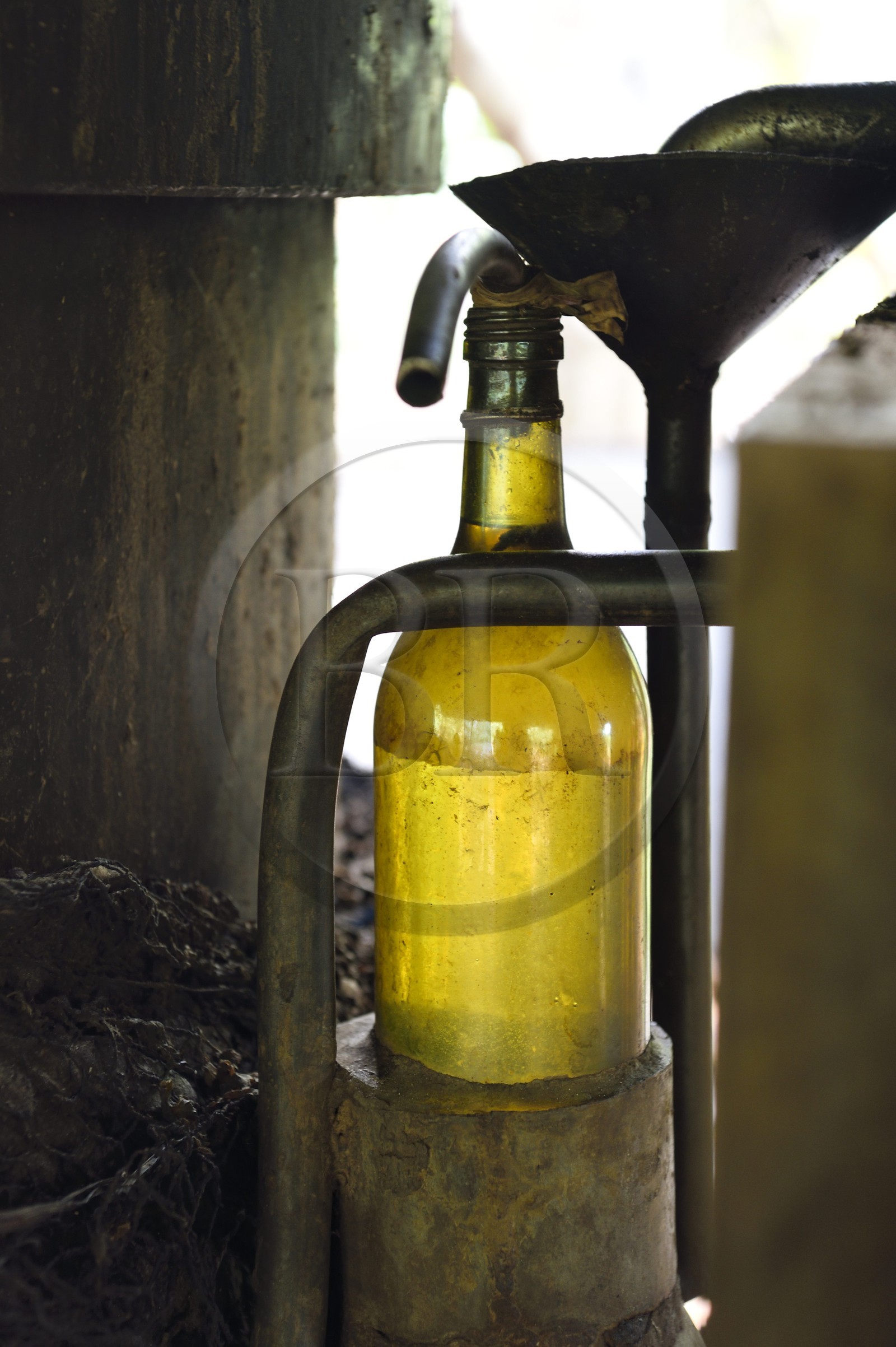 France, Ile de Mayotte, Grande-Terre, Ouangani, distillation de l'huile essentielle à base de pétales de fleurs d'ylang ylang (Cananga odorata) en alambic artisanal