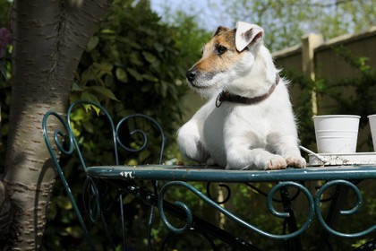 France, Val de Marne, Bry-sur-Marne, Cali a Parson Russell Terrier