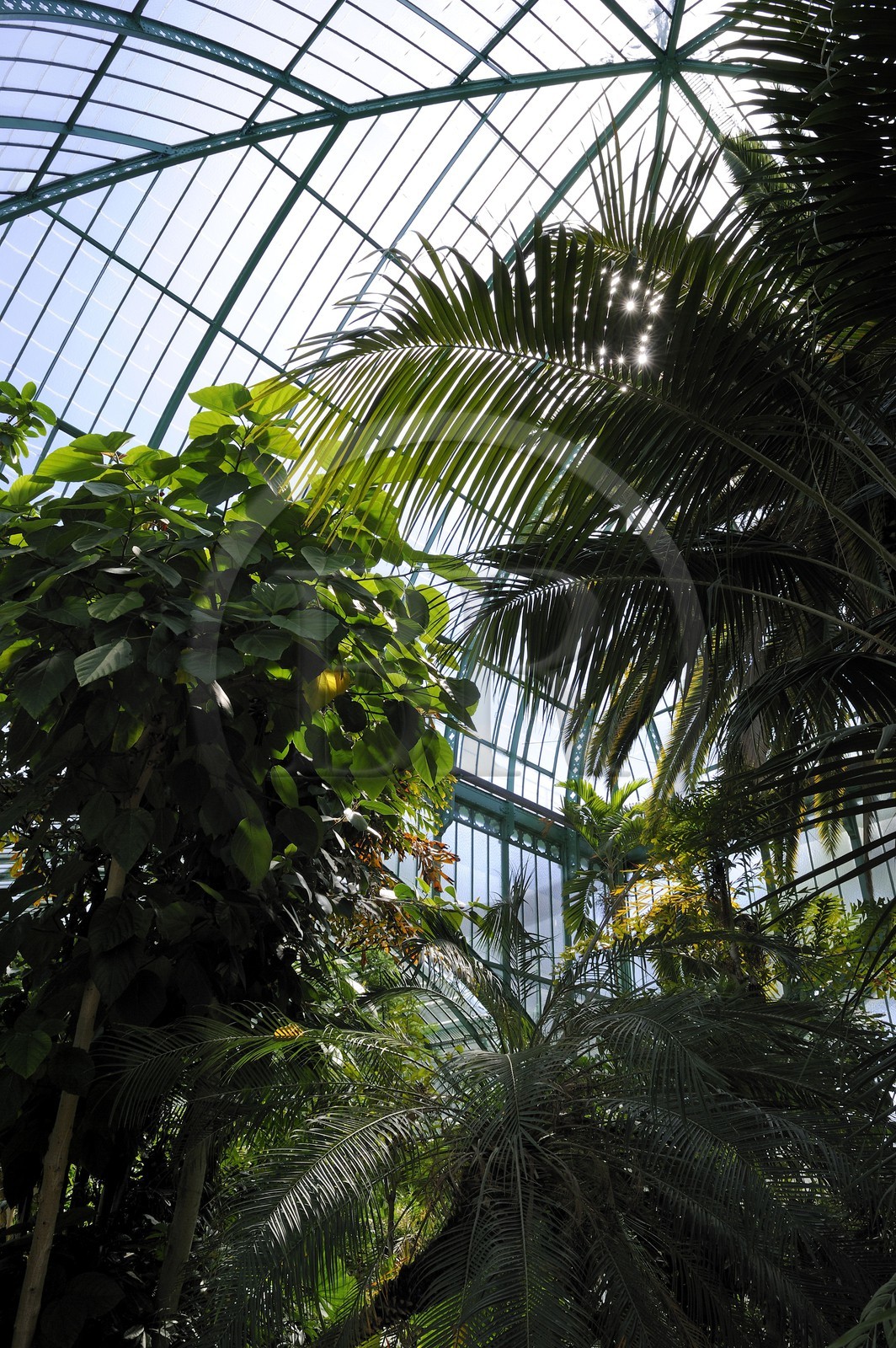 France, Paris (75),  Jardin des Serres d'Auteuil, la grande serre