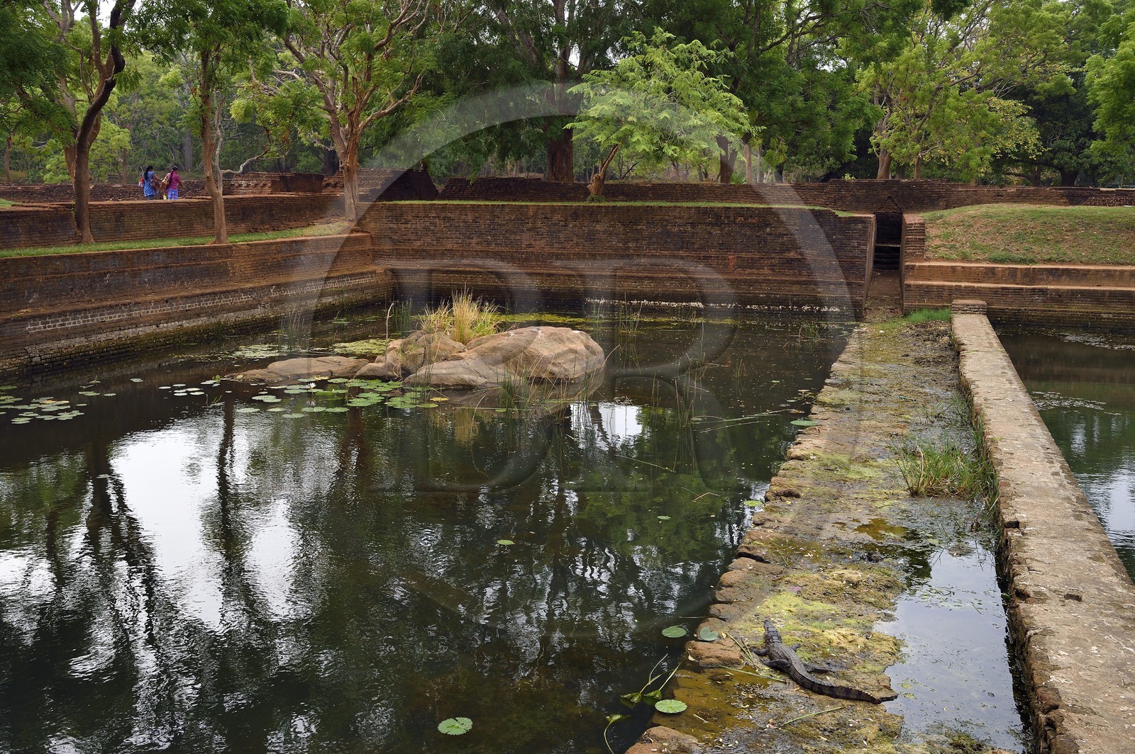 Sri Lanka, province centrale, district de Matale, Sigiriya, ville ancienne de Sigiriya classée patrimoine mondial de l'UNESCO, l'ancien palais forteresse du Rocher du Lion, crocodile en bordure d'un des nombreux bassins des jardins
