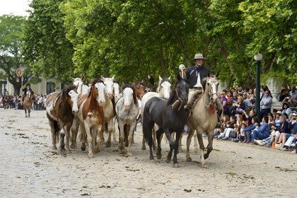 Argentine, province de Buenos Aires, San Antonio de Areco, fête du Jour de la Tradition (Dia de la Tradicion), gaucho présentant son troupeau de chevaux