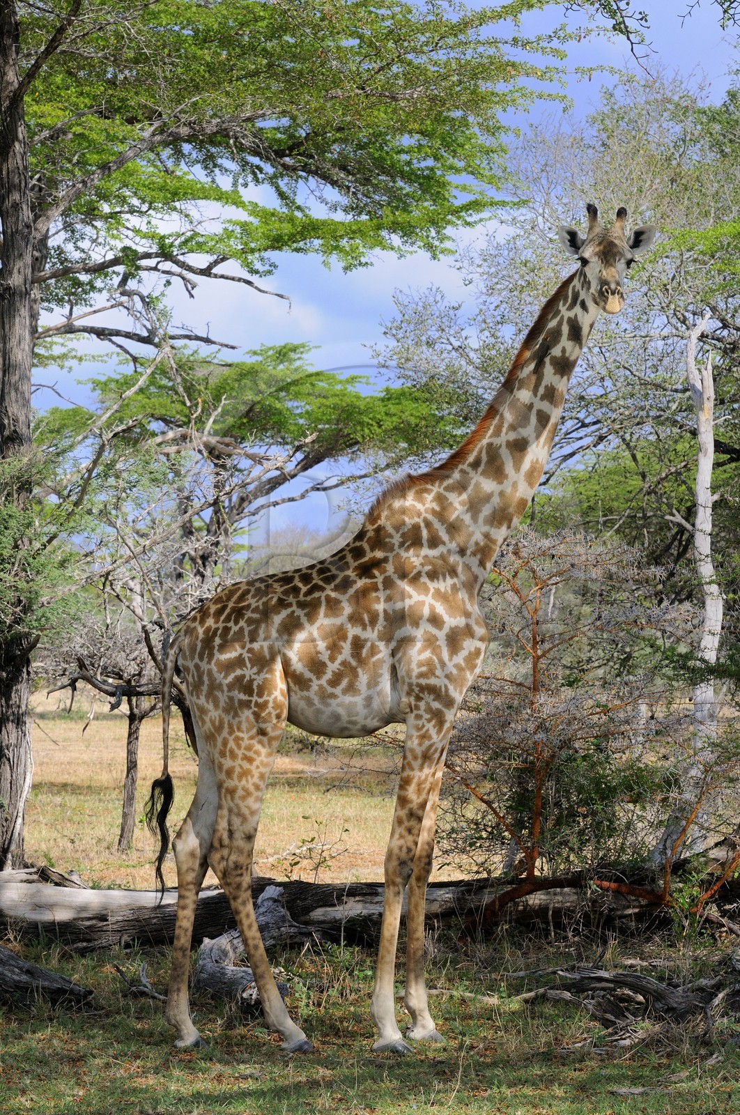 Tanzania, Selous Game Reserve is one of the largest fauna reserves of the world and designated a UNESCO World Heritage Site in 1982, giraffe (Giraffa camelopardalis)