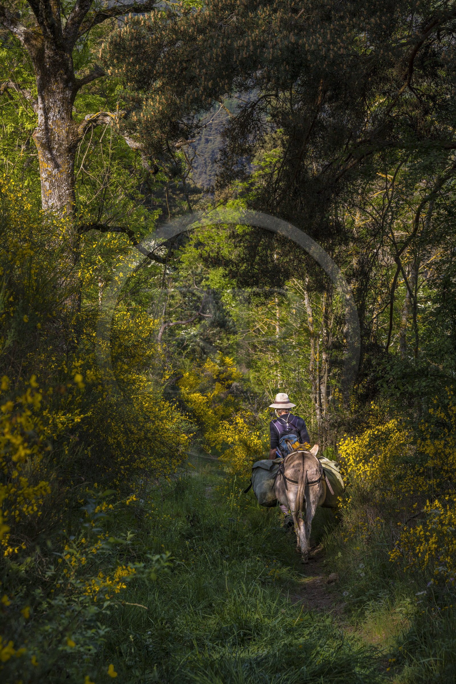 France, Haute-Loire (43), Goudet, randonnée avec un âne sur le chemin de Stevenson (GR 70)