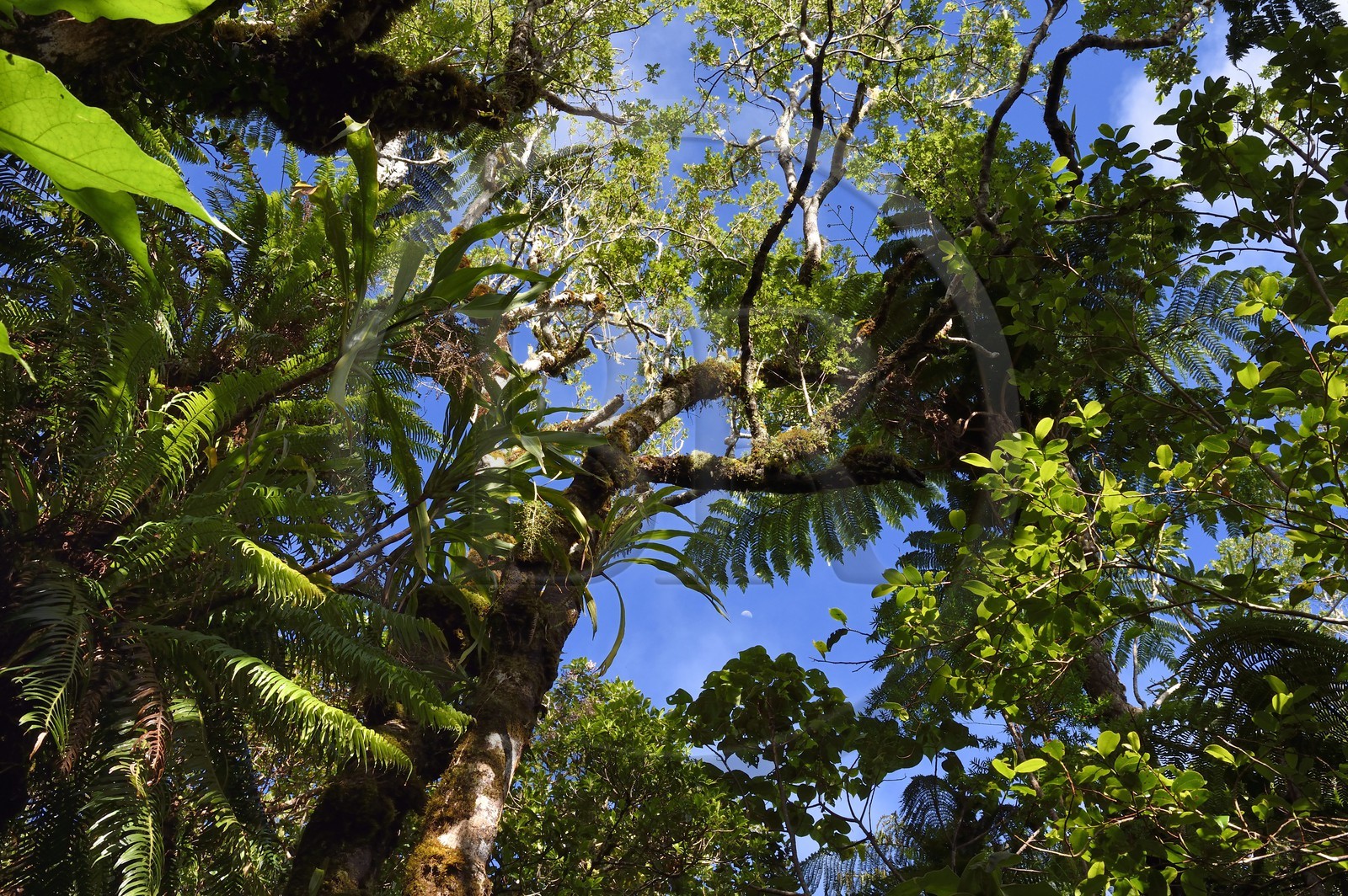 France, Ile de la Reunion, Saint Benoit, Parc national de La Reunion, classé Patrimoine Mondial de l'UNESCO, foret de Bébour, sentier du Piton Bébour