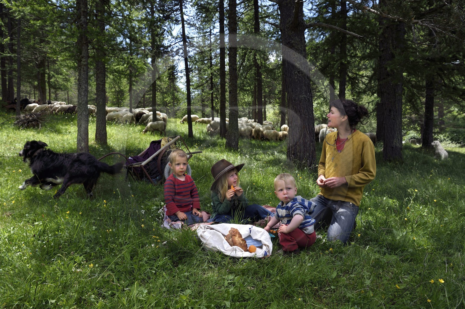 France, Alpes-Maritimes (06), vallée de la Roya (arrière-pays niçois), au pied du parc national du Mercantour, Tende, vallée de la Casterine vers Casterino, la jeune éleveuse de brebis brigasques Céline Giordano avec ses trois enfants et son troupeau