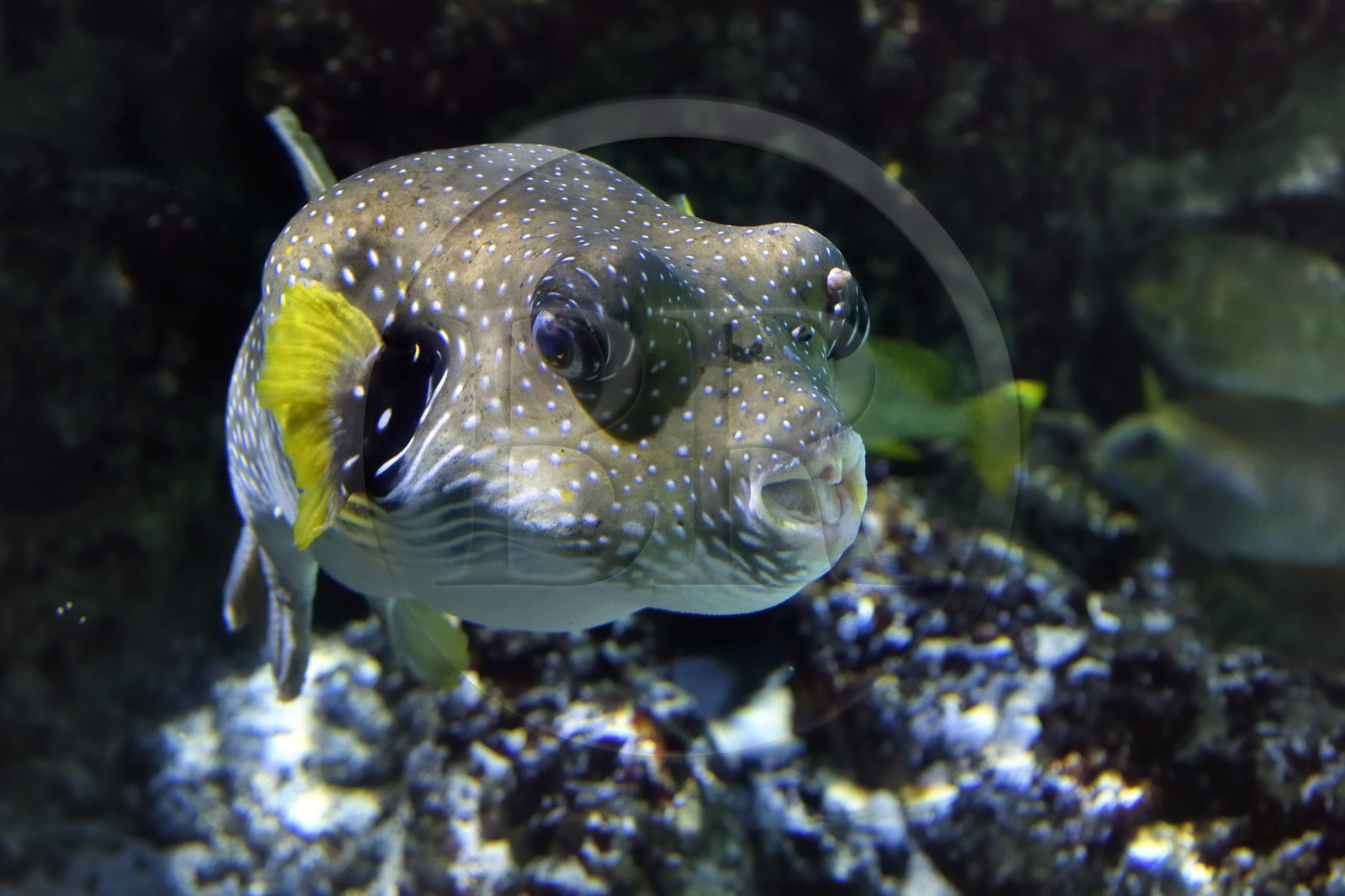 France, Charente-Maritime, La Rochelle, Aquarium La Rochelle, Compulsory Mention, Indo-Pacific zone, the lagoon,  white-spotted puffer (Arothron hispidus)