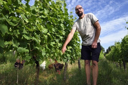 France, Bas-Rhin (67), Route des vins d'Alsace, Traenheim, Domaine viticole MULLER Charles & Fils, le vigneron bio Nathan Muller fait des essais d'implantation de poules dans les vignes pour permettre un entretien bio