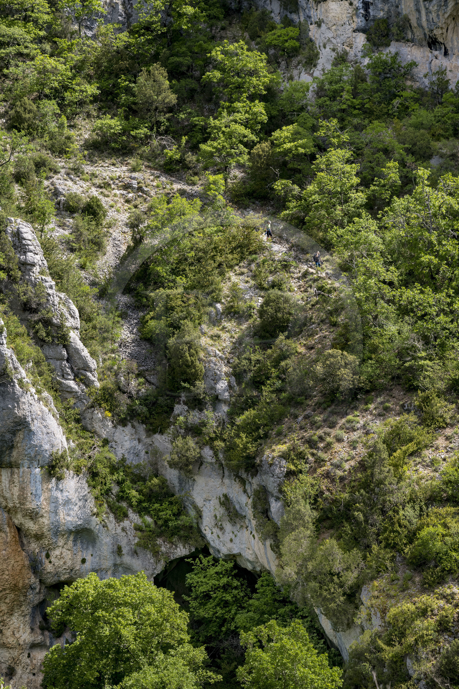 France, Vaucluse (84), Parc naturel régional du Mont Ventoux, Monieux, Gorges de La Nesque, randonneurs descendant sur un sentier abrupt vers le  fond du canyon