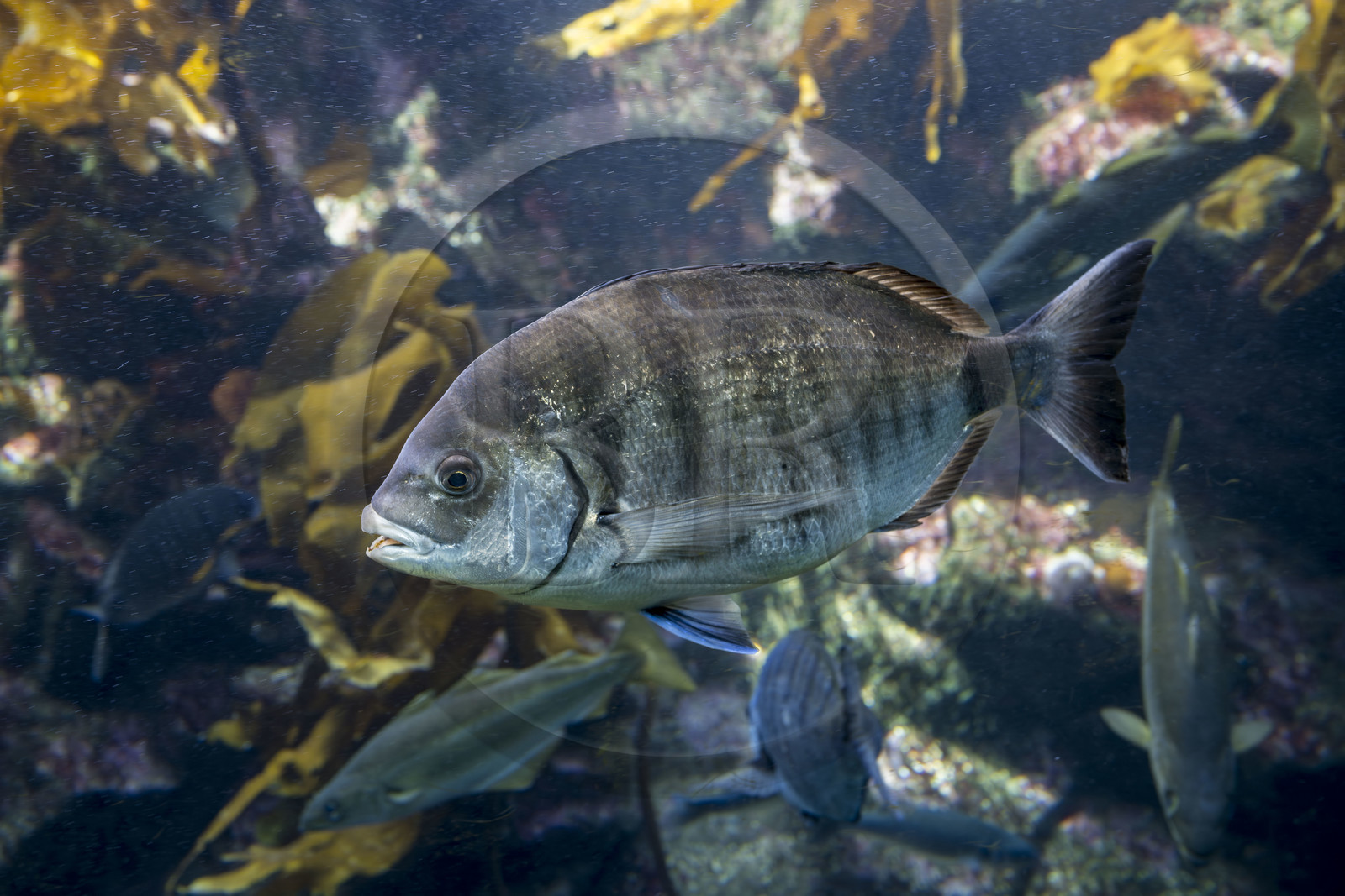 France, Finistère (29), Brest, Océanopolis, musée de la mer, sar commun (Diplodus sargus)