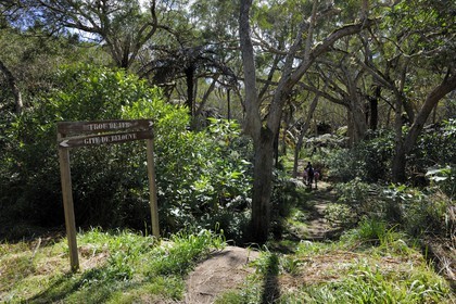 France, île de la Réunion, randonneurs en forêt de Bélouve