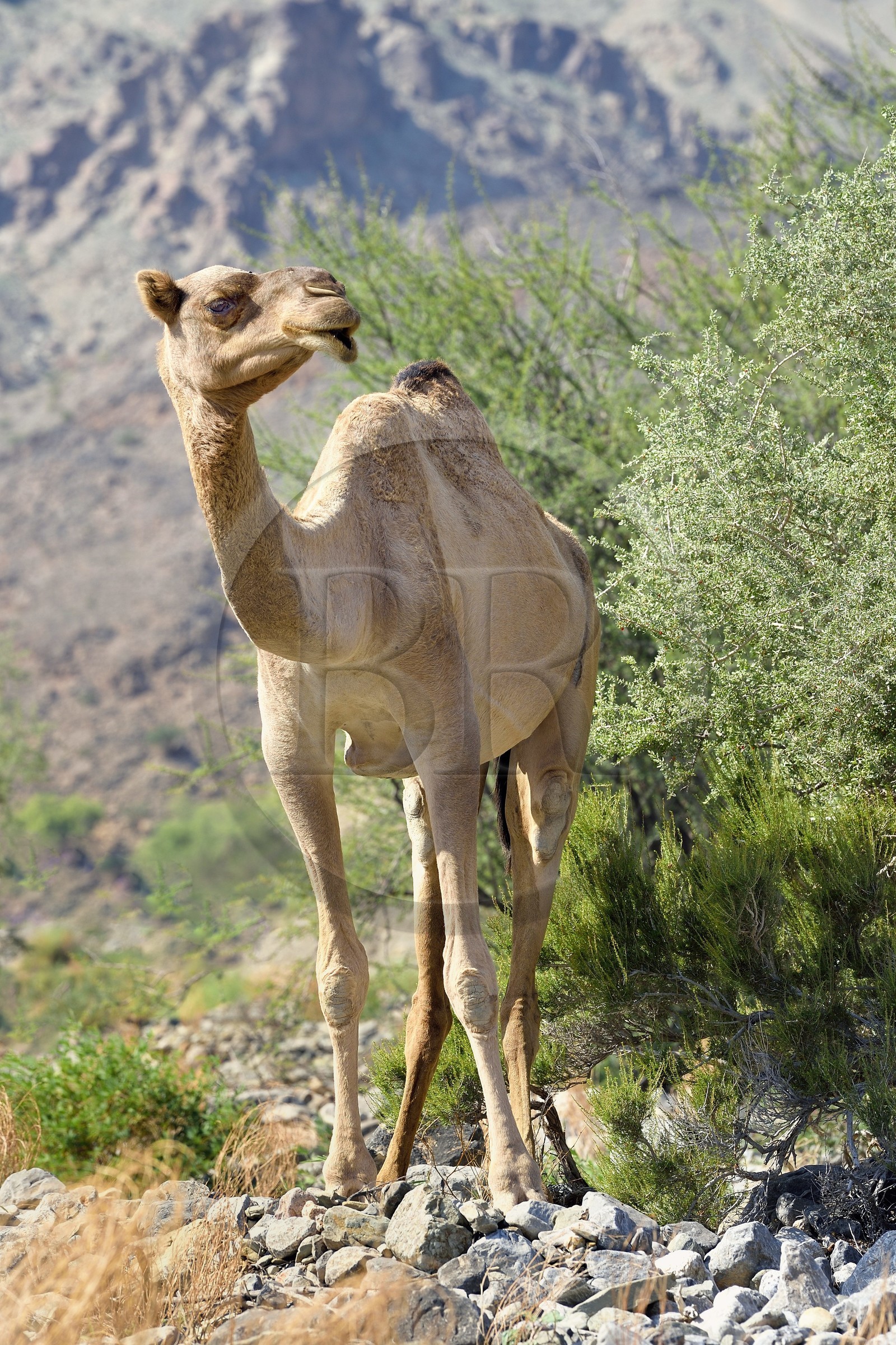 Sultanat d'Oman, gouvernorat de Al-Batina du Sud, Hajar occidental, Wadi Mistall, village de Ghubrah, dromadaire