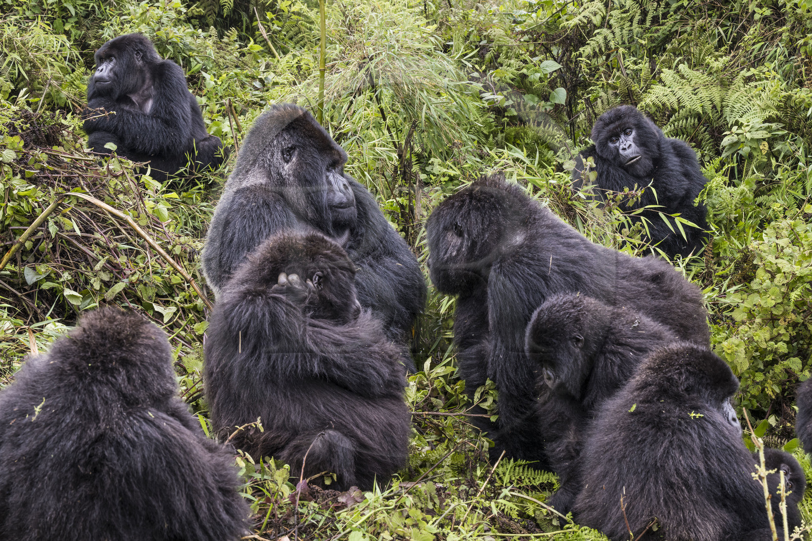 Rwanda, Province du Nord, Parc National des Volcans dans la chaine des Monts Virunga, mont Karisimbi, gorilles des montagnes (Gorilla beringei beringei), le dos argenté (silverback) nommé Impuzamahanga qui est le male dominant au centre gauche