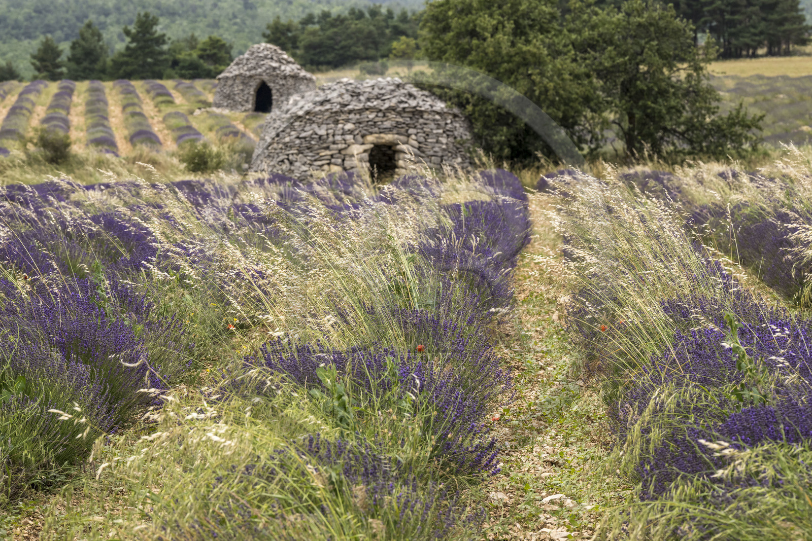 France, Drôme (26), Drome provençale, Pays de Sault, Ferrassières, champ de lavande et cabanes en pierre sèche appelées bories en arrière plan