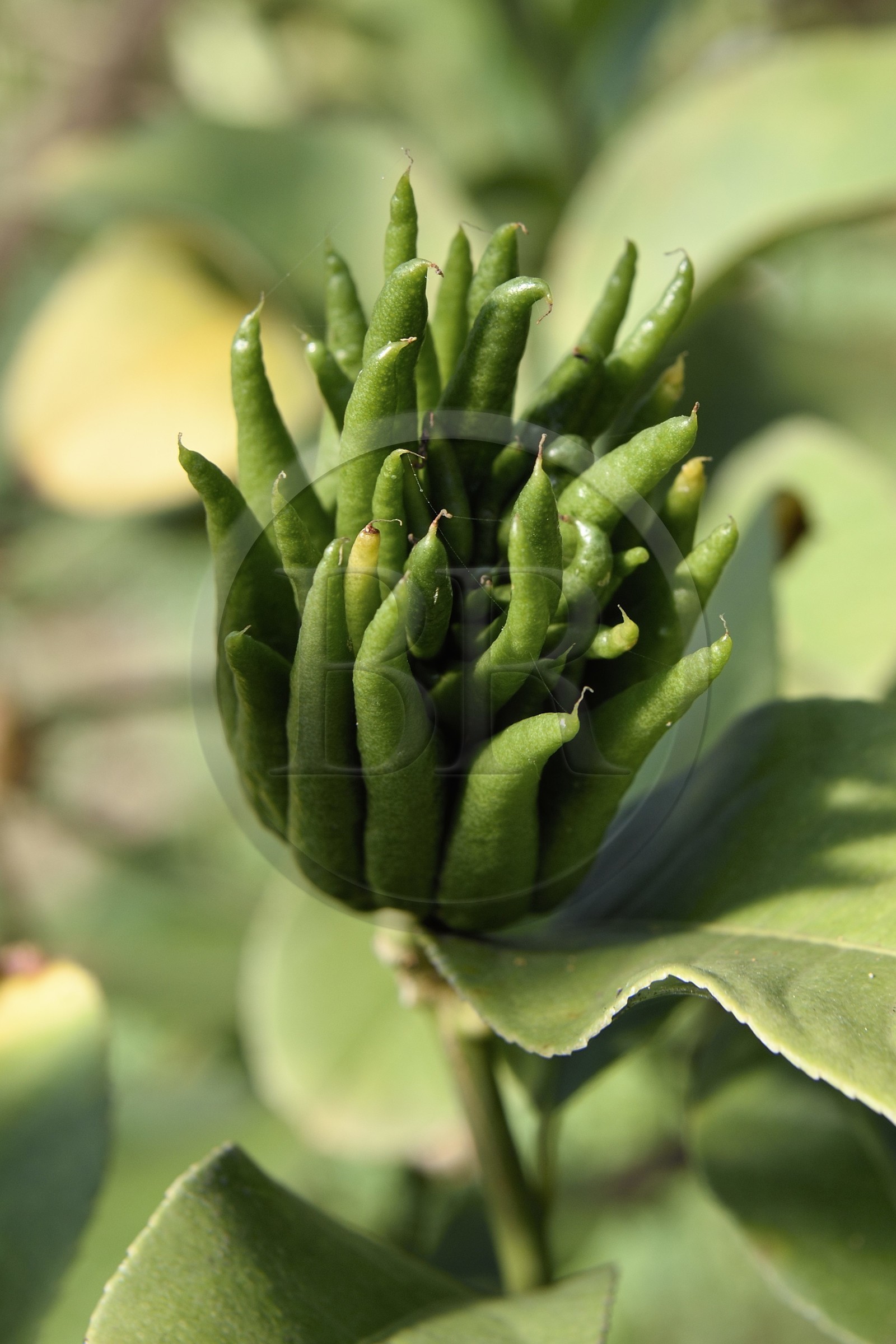 France, Var, La Londe les Maures, Domaine du Jasson, citrus farming, Buddha's hand (Citrus medica)