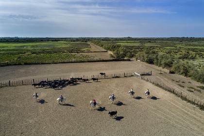 France, Bouches du Rhone, Parc naturel regional de Camargue (Regional Natural Park of Camargue), manade Jacques Mailhan, Camargue bull called Raco di Biou, the gardians sort the bulls (aerial view)