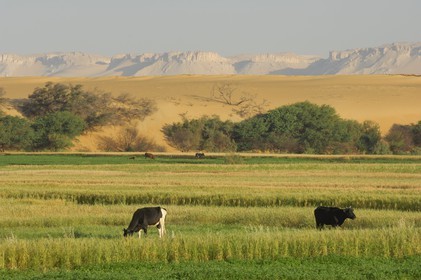 Egypte, désert libyque, oasis de Dakhla, travaux des champs
