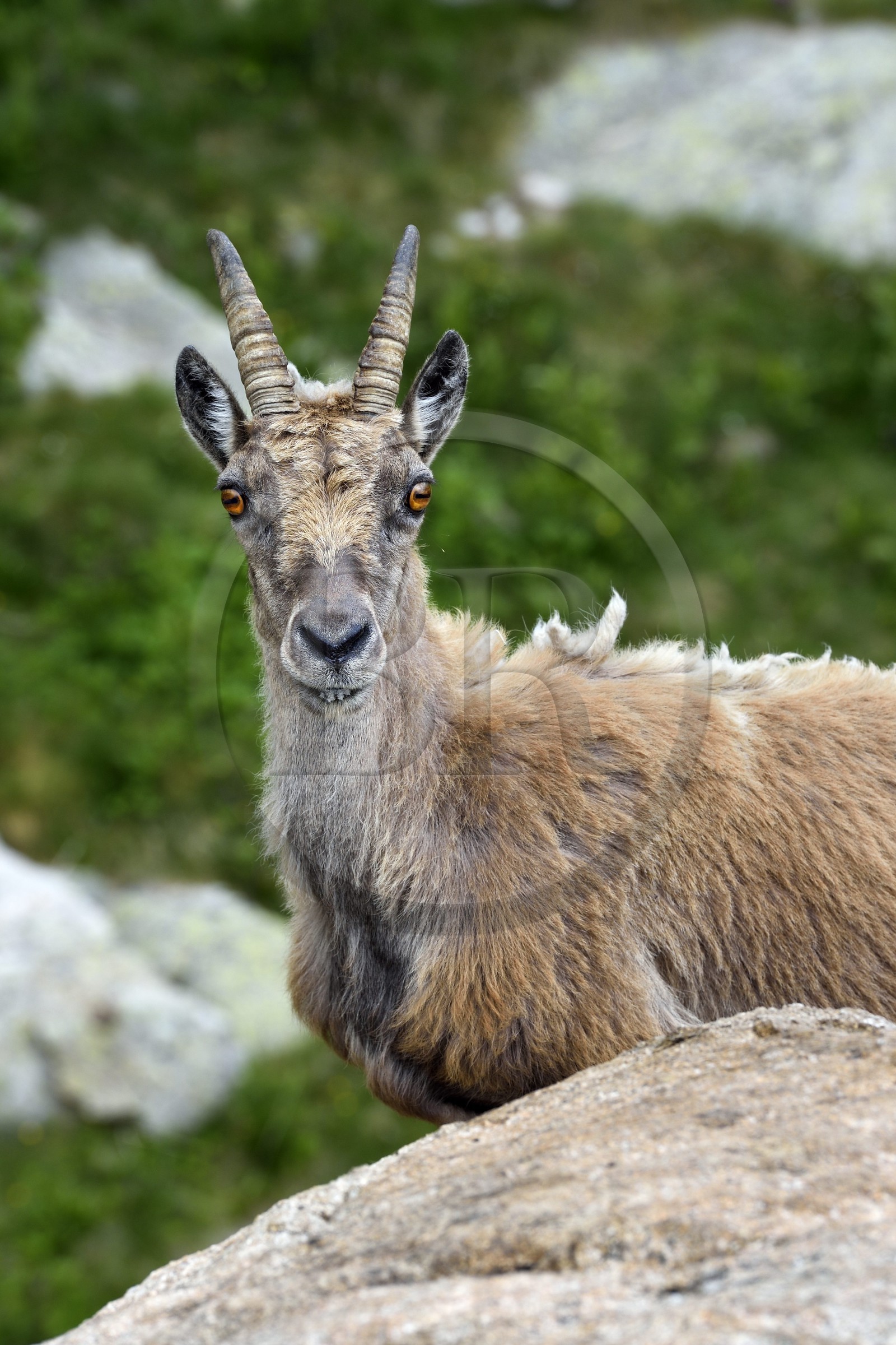 France, Alpes-Maritimes (06), parc national du Mercantour, vallée de la Valmasque, étagne, bouquetin (Capra ibex) femelle des Alpes