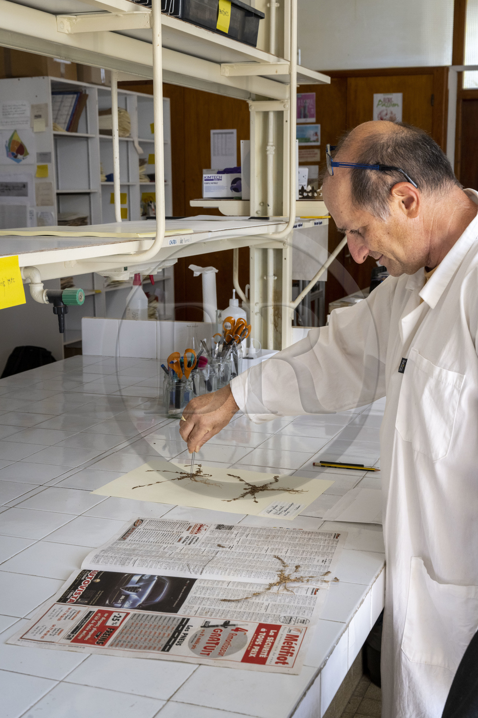France, Alpes-Maritimes (06), Antibes, Le Jardin Botanique de la Villa Thuret (rattachée à l'INRAE), labellisé Jardin Remarquable et Arbre Remarquable, un des laboratoires de recherche dans la villa, Bernard Elsair travaille sur l'herbier Thuret