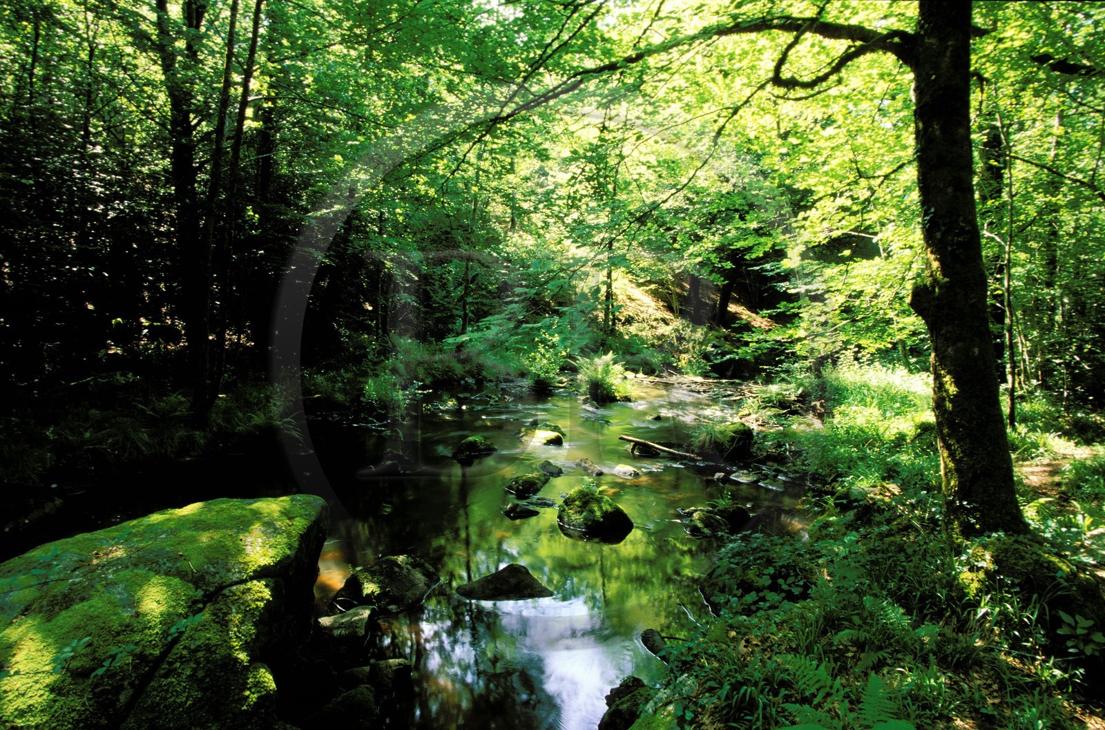 France, Corrèze (19), Saint-Pardoux-la-Croiselle, la Doustre