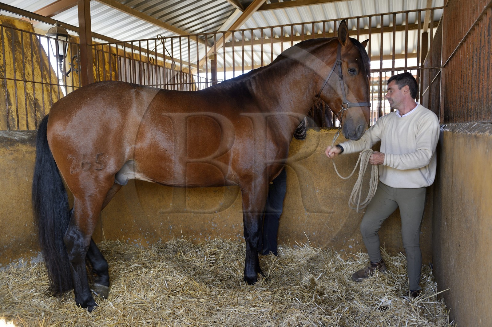 Espagne, Andalousie, province de Séville, Utrera, le haras Ayala (Yeguada Ayala), Pure race espagnole ou PRE (Pura Raza Espanola)