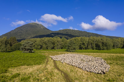 France, Puy-de-Dôme (63), Parc Naturel Régional des Volcans d'Auvergne, Chaine des Puys classée Patrimoine Mondial de l’UNESCO, la bergère Charlotte Hevin avec ses chiens et un troupeau de brebis Rava au pied du volcan Puy de Dôme (vue aérienne)