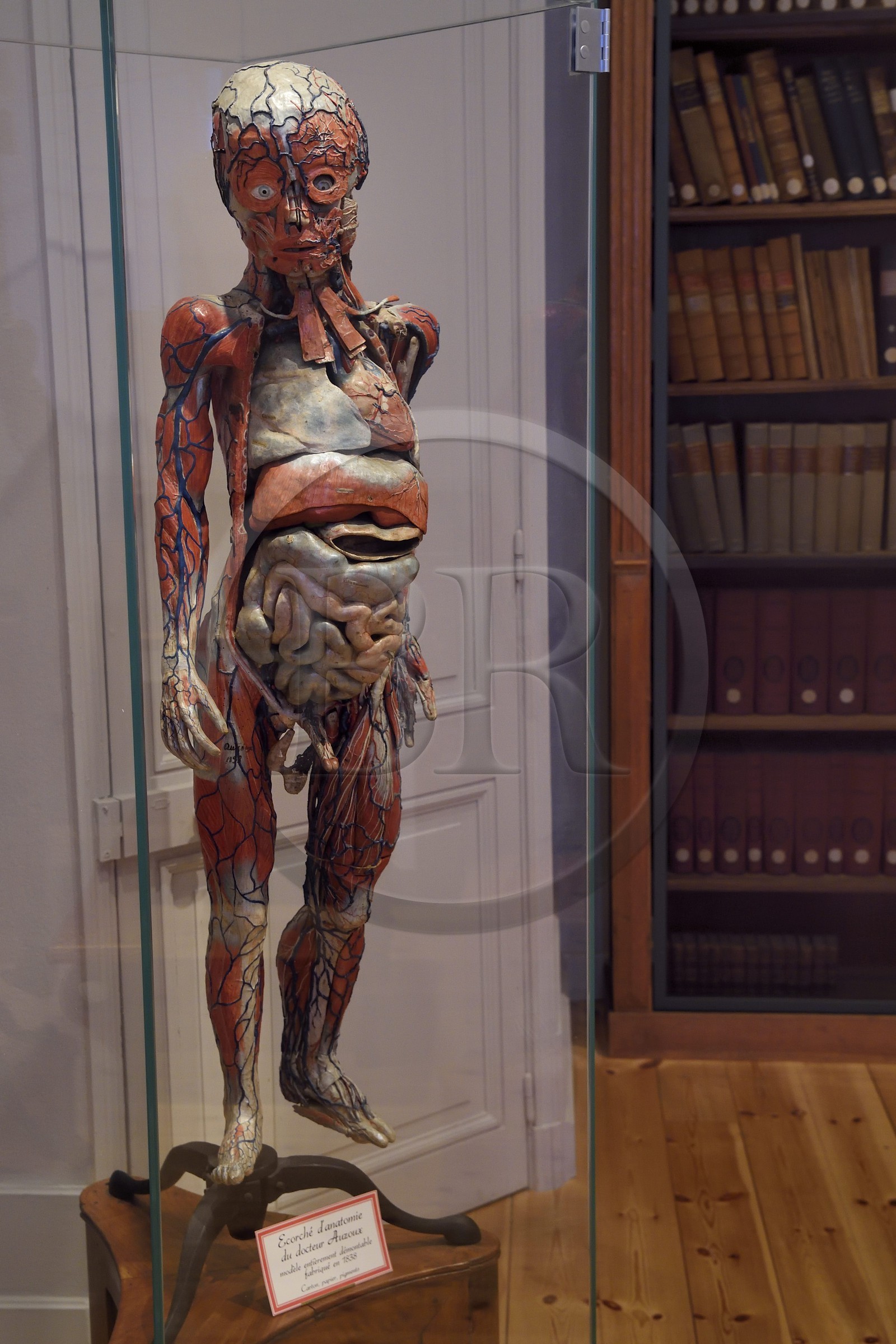 France, Charente-Maritime (17), La Rochelle, le Muséum d'histoire naturelle (muséum Lafaille), écorché d'anatomie du Docteur Auzoux (1838)