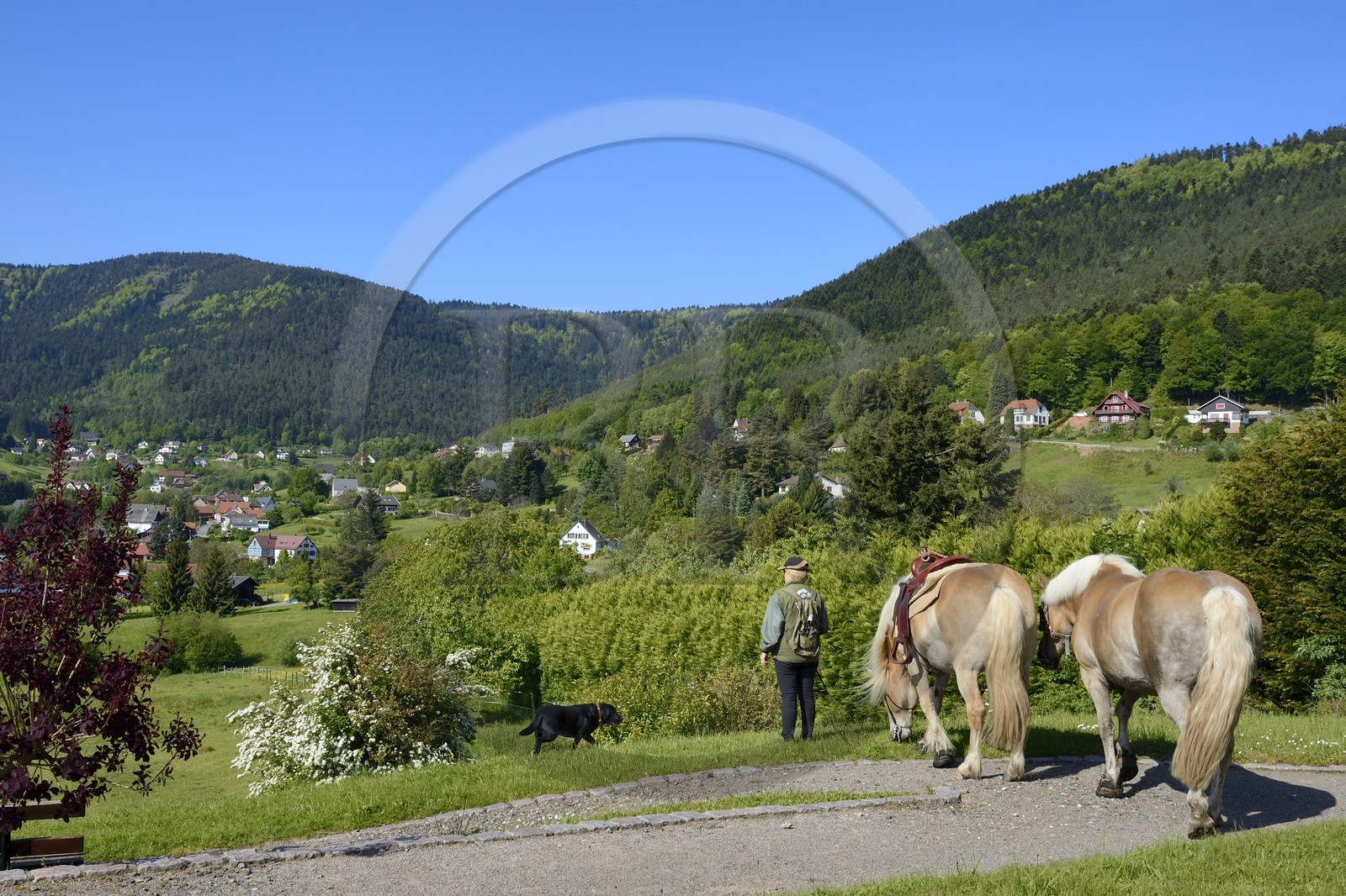 France, Bas-Rhin (67), Wangenbourg-Engenthal, le village dans le massif des Vosges