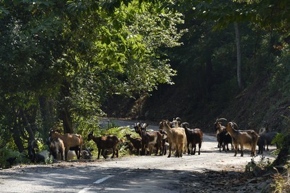 France, Haute-Corse (2B), troupeau de chèvres sur une route de Castagniccia